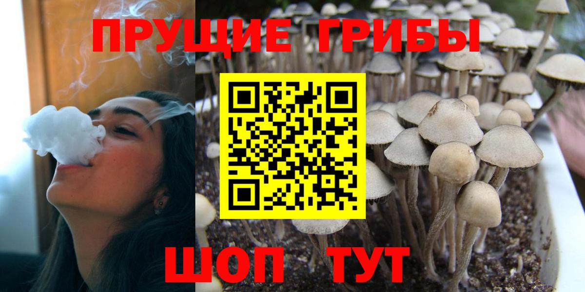 Псилоцибиновые грибы Cubensis Урай